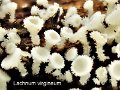 Lachnum virgineum-amf1999-1